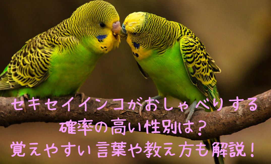 緑のセキセイインコ