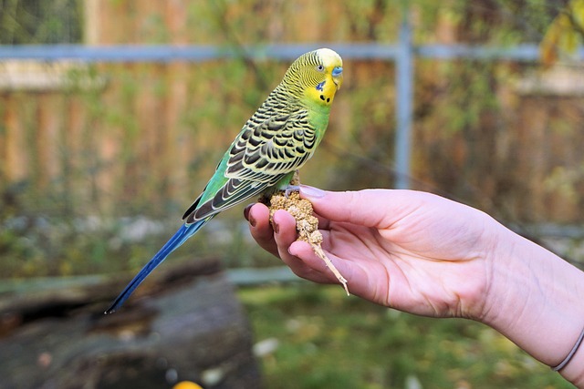 手乗りのインコ