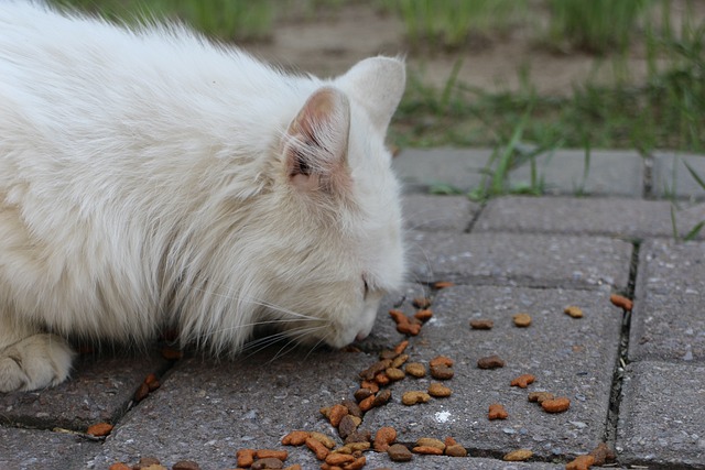 野良猫がえさを食べている