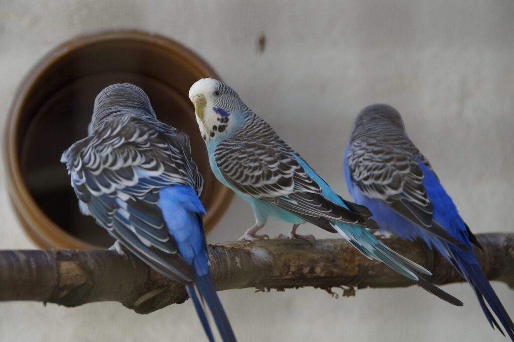 三羽の青いインコ