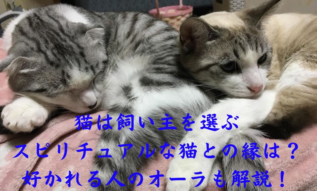 二匹の猫が膝で寝ている