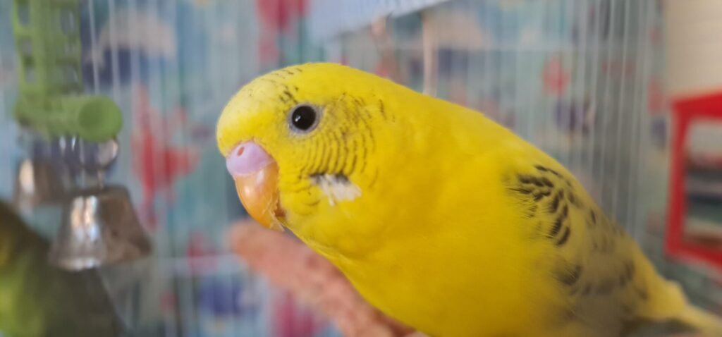 黄色のハルクインインコ
