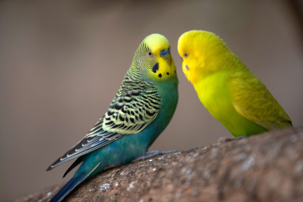 ペアのインコが枝にとまっている