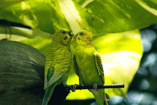 インコが二羽枝に止まっている