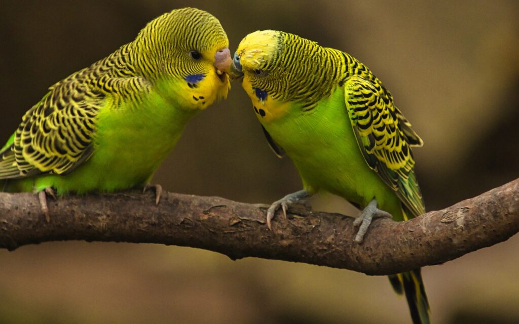 何か喋っているインコ