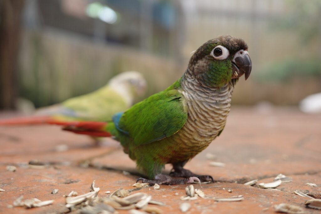 一羽のウロコインコ