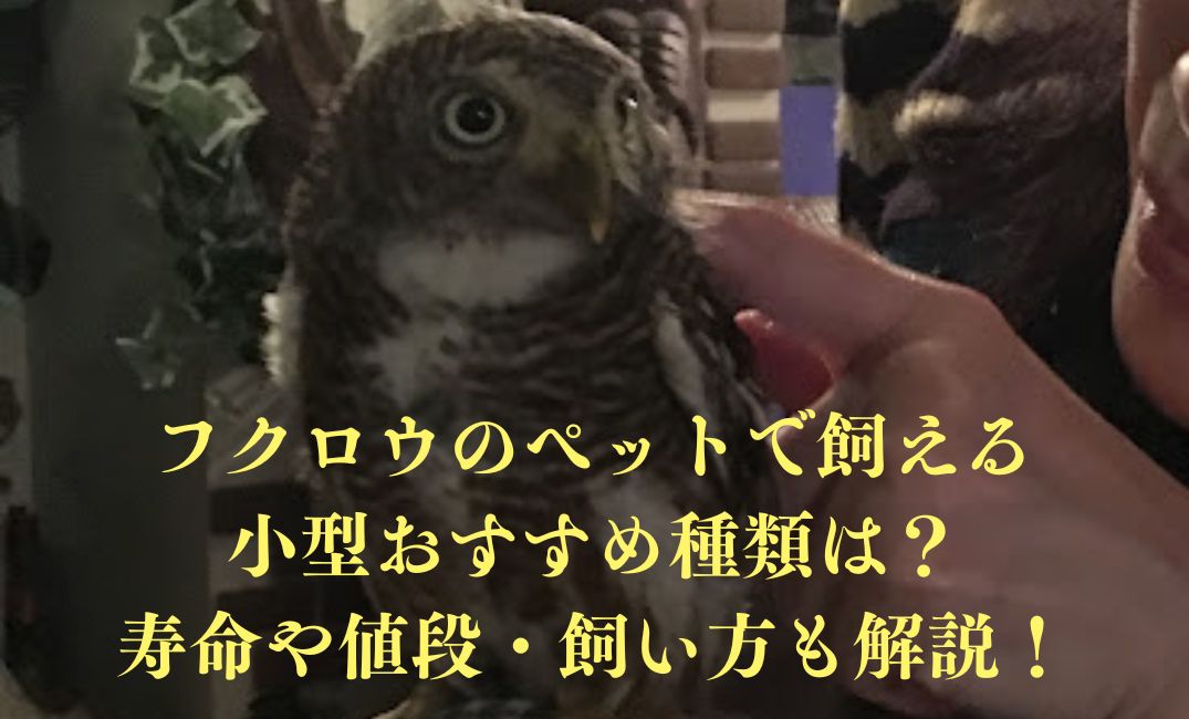 小型のフクロウが手に止まっている