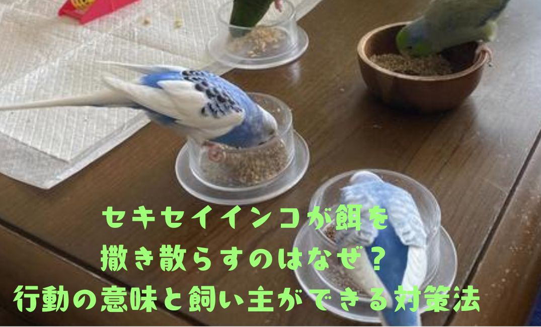 インコが餌をまき散らす