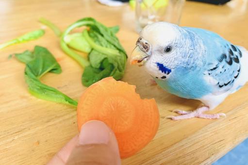 野菜を食べるセキセイインコ
