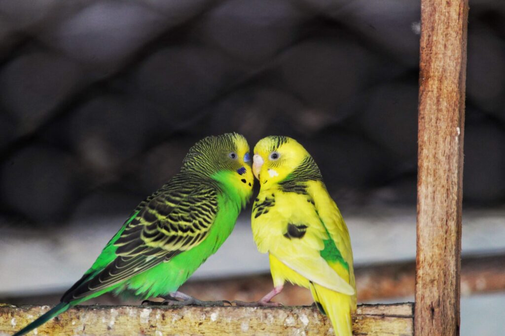 羽を膨らましているインコ