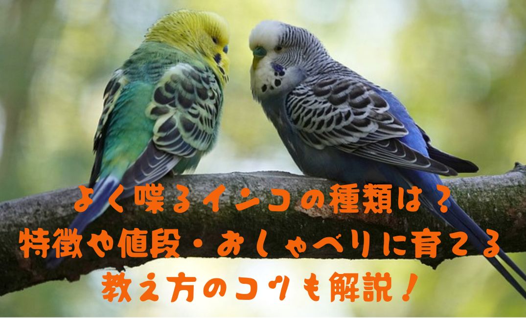 おしゃべりをしている二羽のインコ