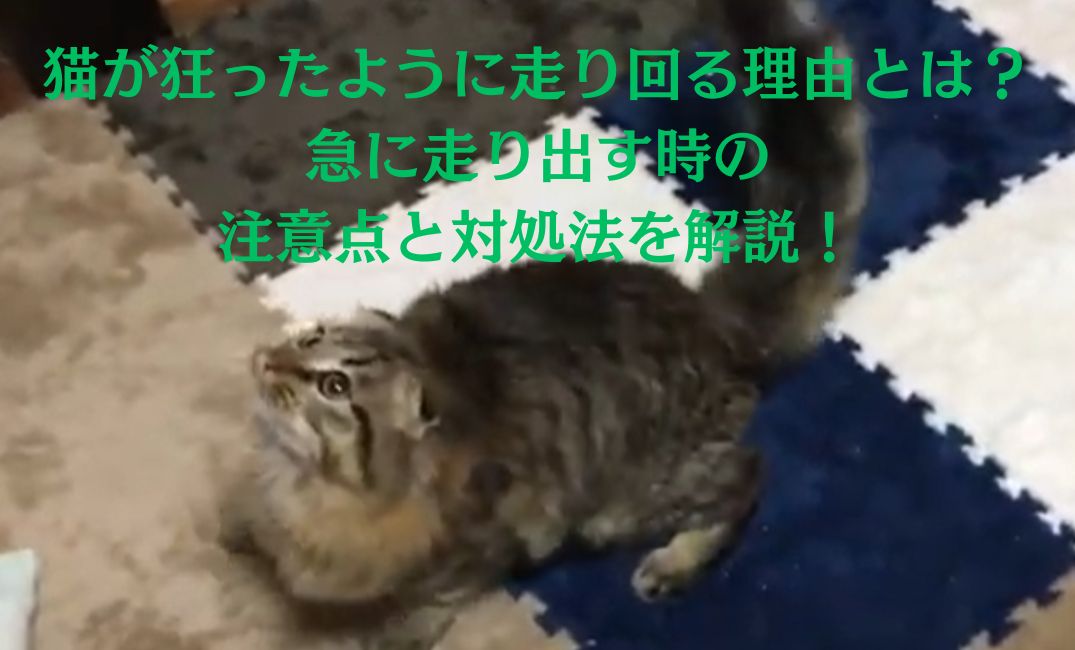 上を見つめている猫