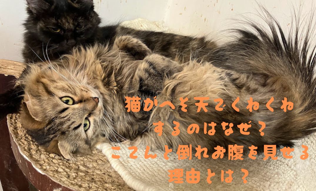 猫がへそ天している