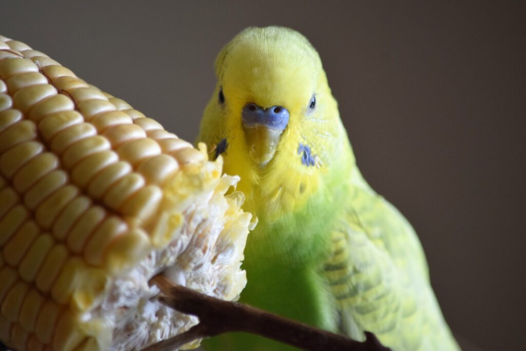 とうもろこしとインコ