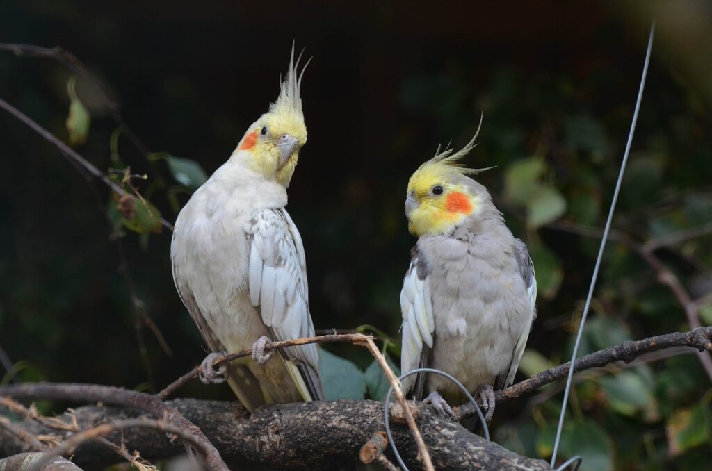 二羽のオカメインコ