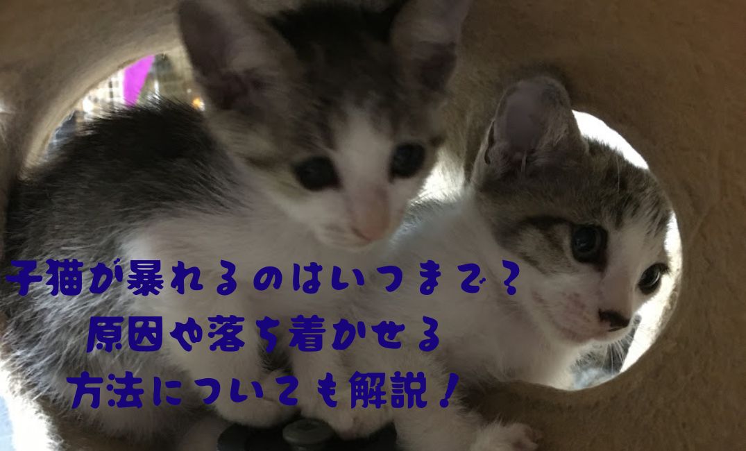 二匹の子猫が遊んでいる