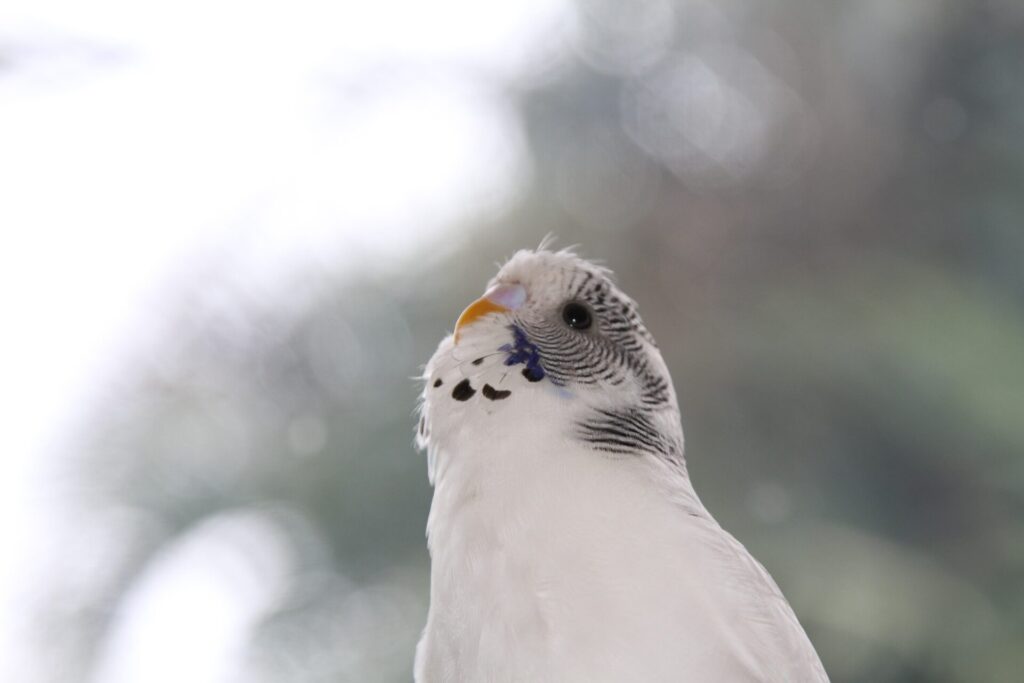 白いインコが上を見ている