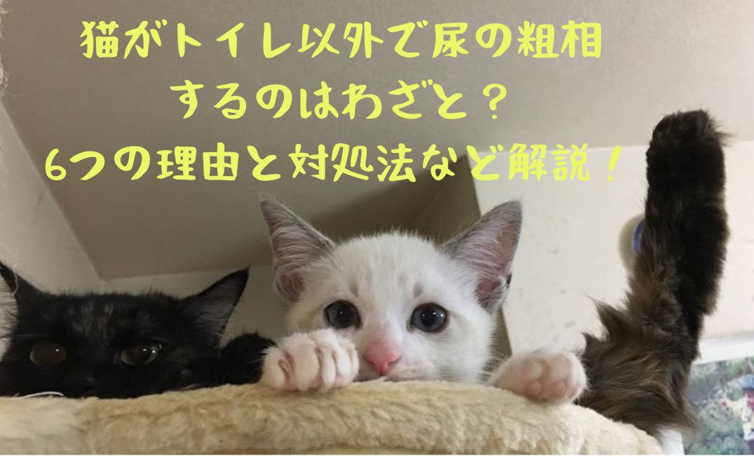 キャットタワーでリラックス