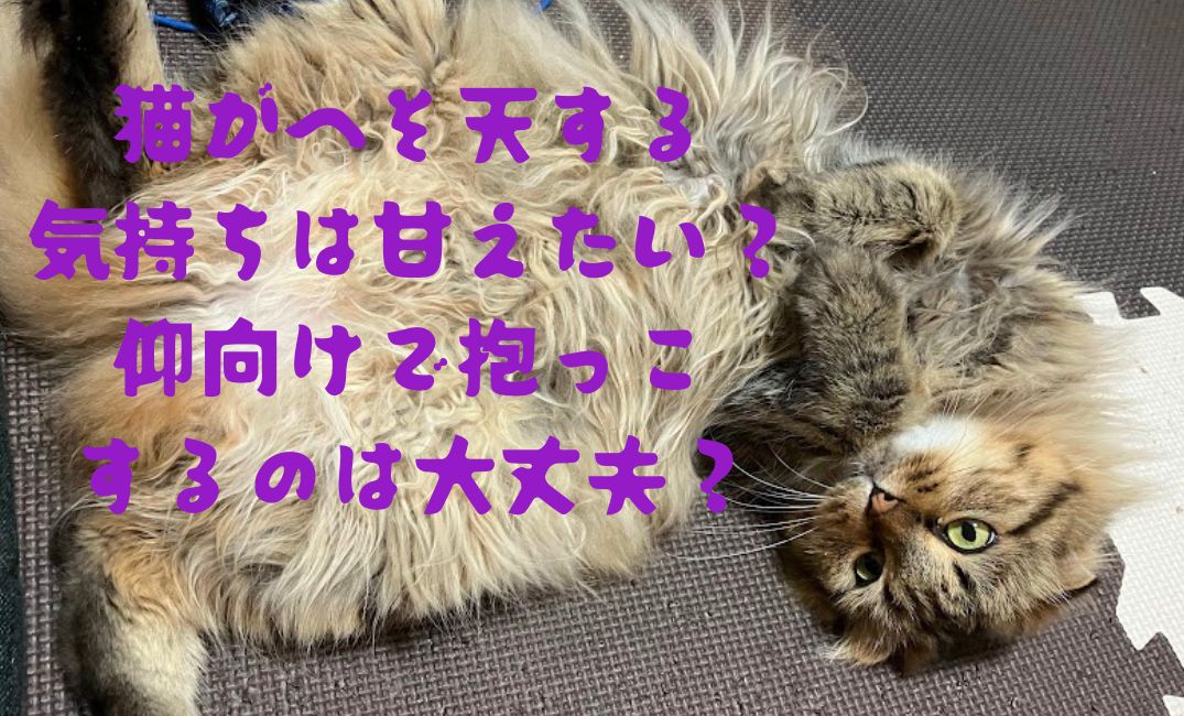 猫が仰向けで転がっている