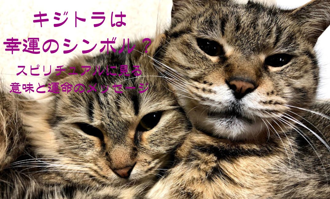 二匹のキジトラ