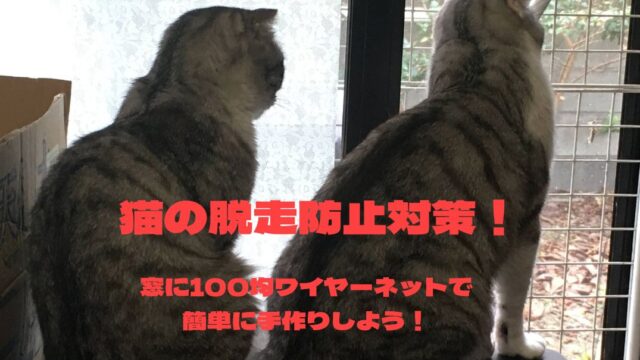 二匹の猫が窓から見ている