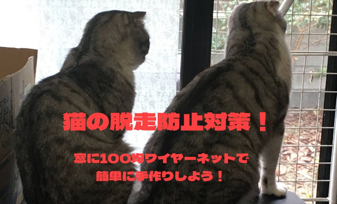 二匹の猫が窓から見ている