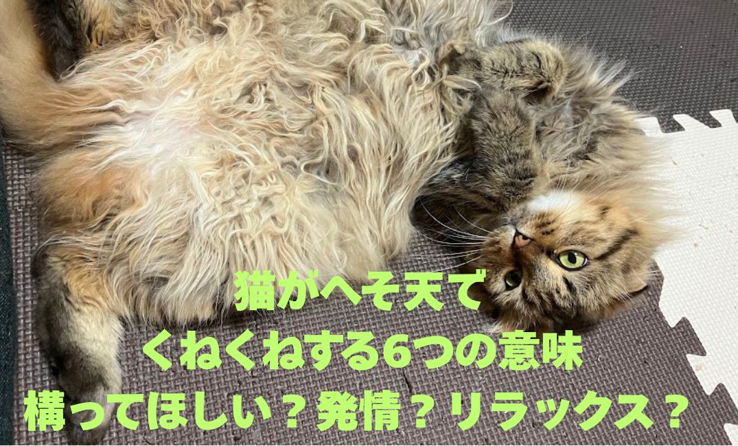 猫がへそ天