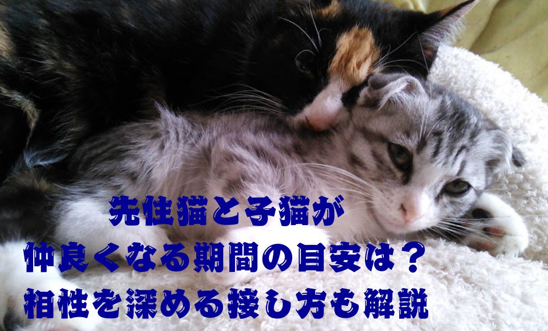 猫が仲良く寝ている