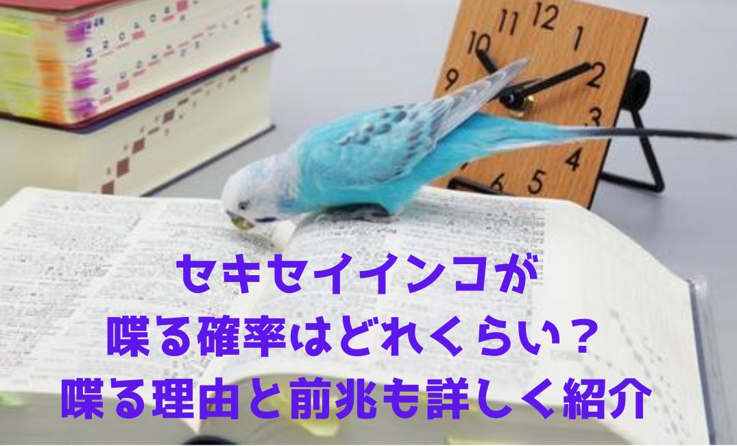 セキセイインコ喋る確率