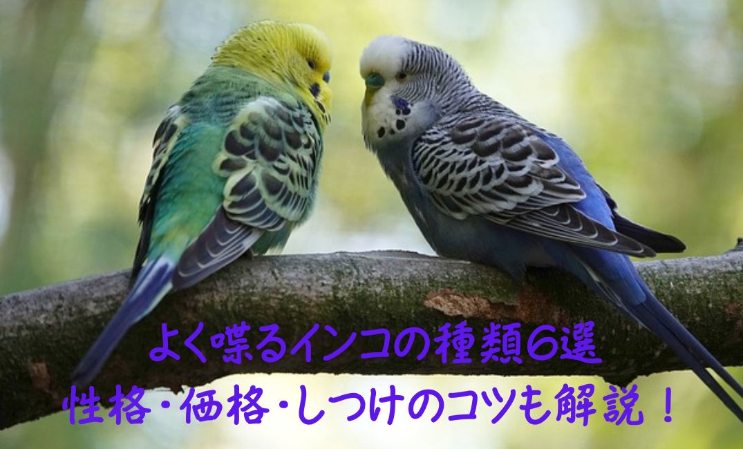よく喋るインコ