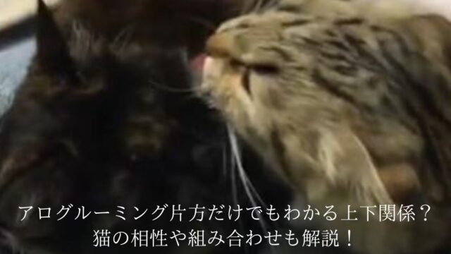 アログルーミングする猫