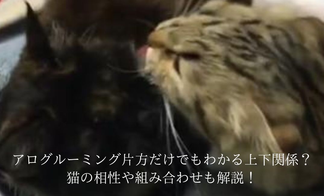 アログルーミングする猫