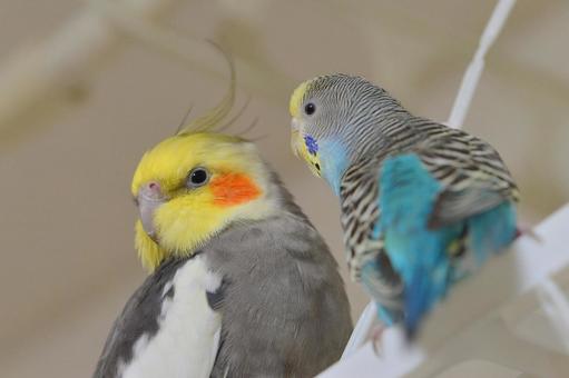 オカメインコとセキセイインコ