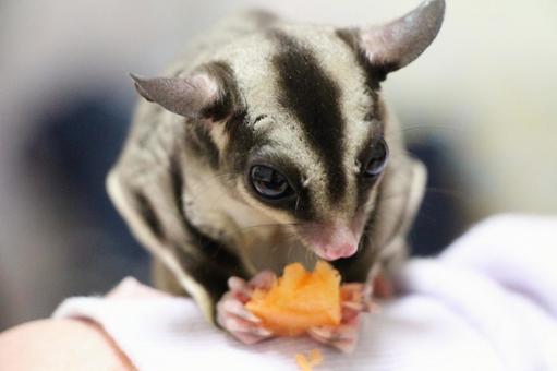 果物を食べるフクロモモンガ