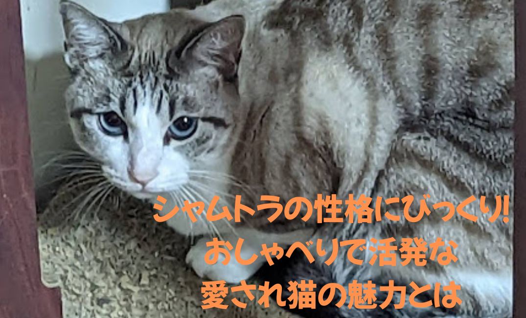 シャムトラの性格