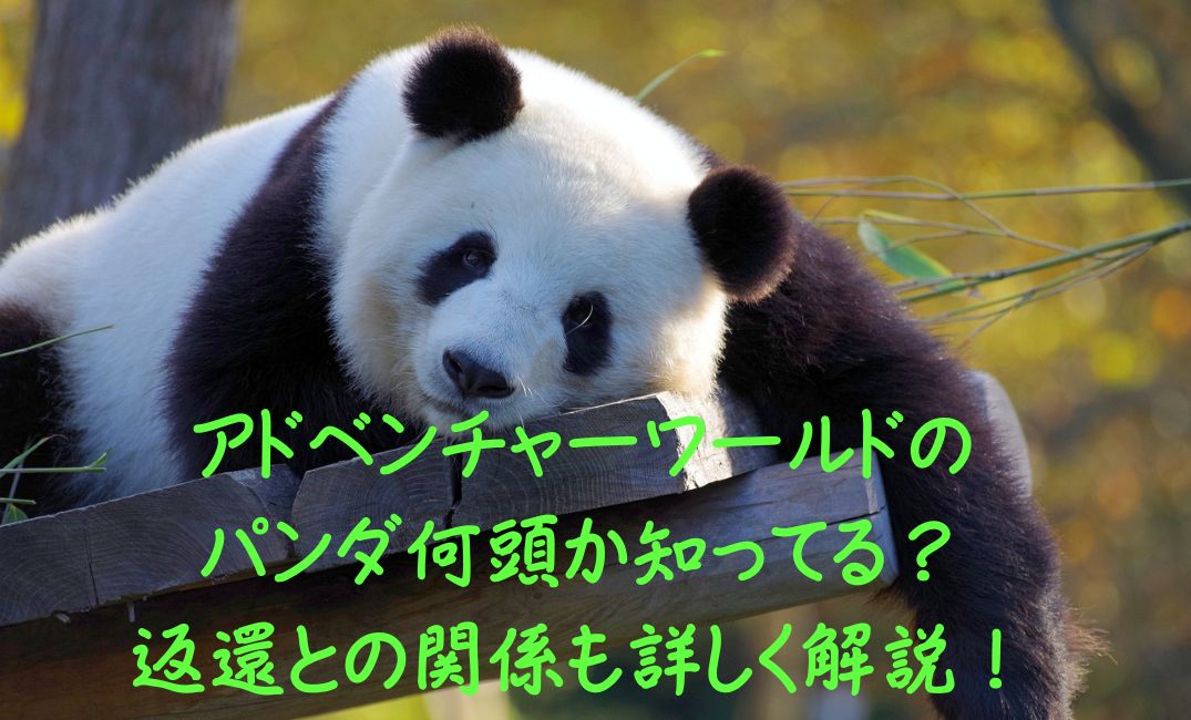 パンダがくつろいでいる