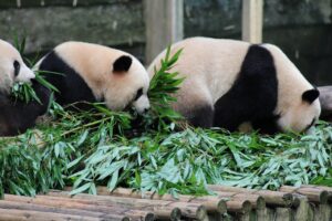 パンダが三頭食べている