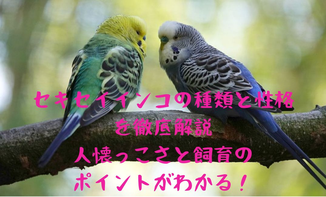 セキセイインコがおしゃべり