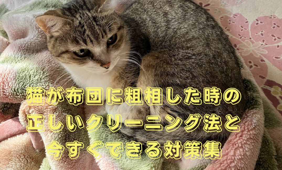 猫と布団