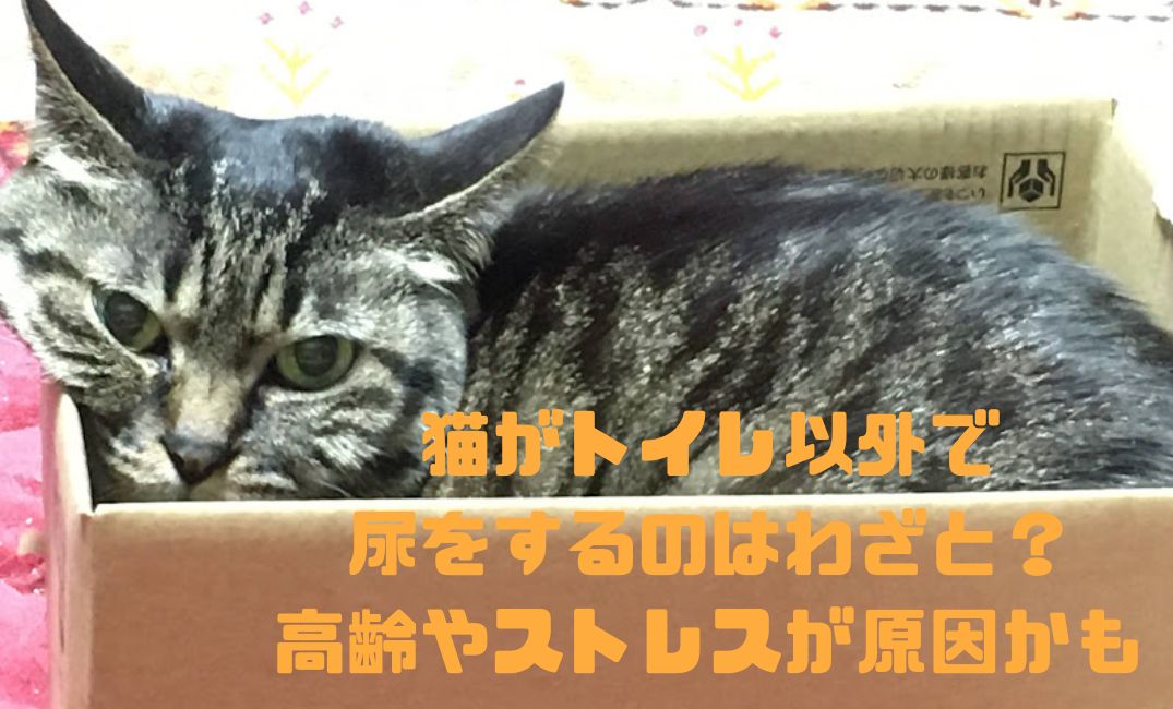 猫と箱