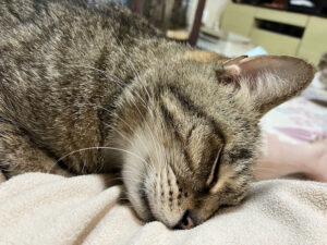 猫が寝ている