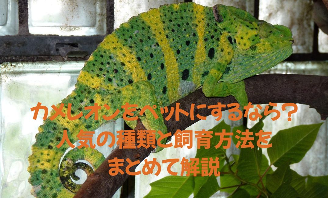 カメレオンの種類