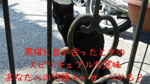 門の前に黒猫