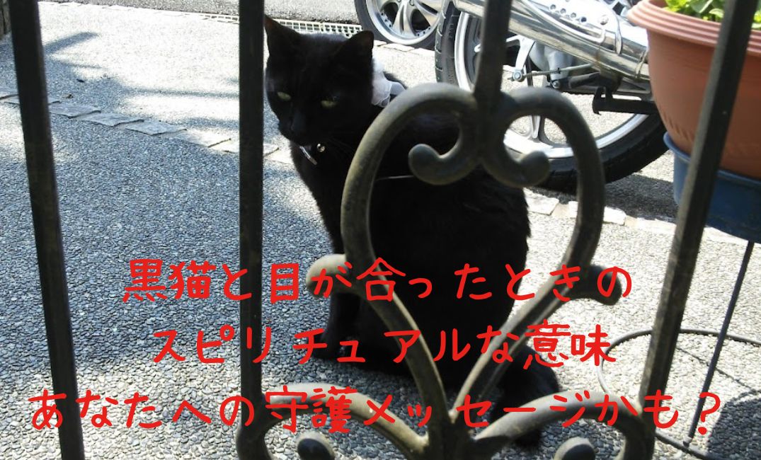 門の前に黒猫