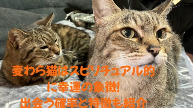麦わら猫が座っている