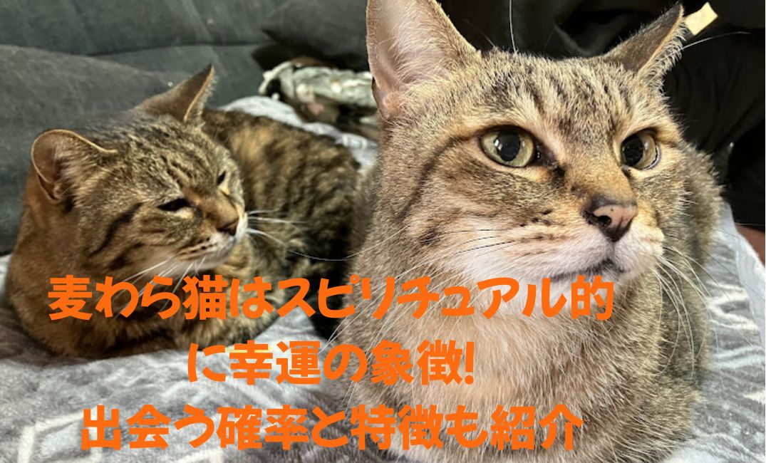 麦わら猫が座っている