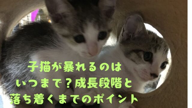子猫が暴れる