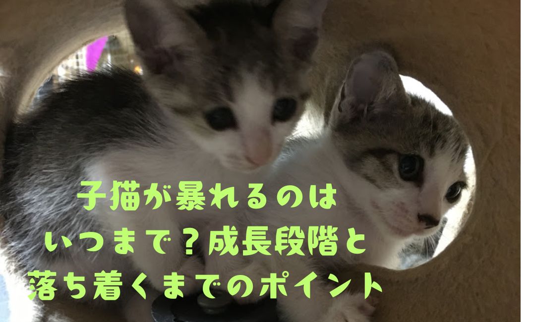 子猫が暴れる